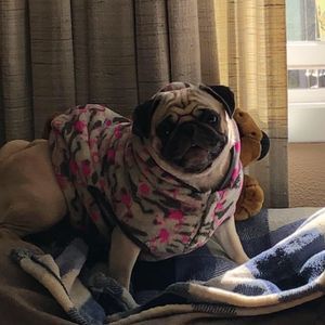 Meet your Posher, Phoebe